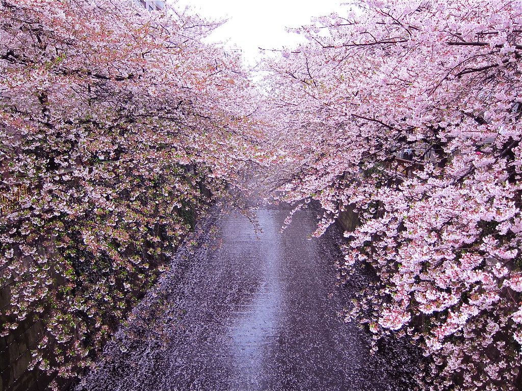 1024x768 目黒川 桜 雨｜Sakura Rain