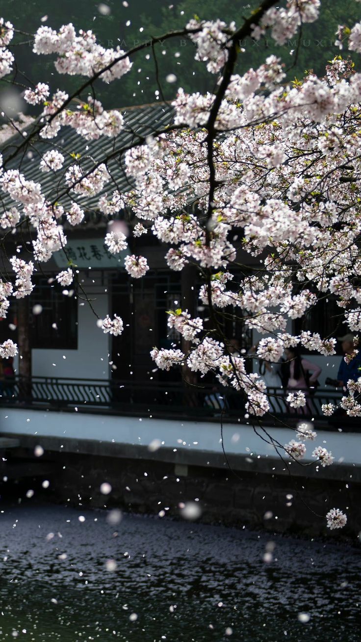 736x1308 Sakura Rain: A Dreamy Scene under Cherry Blossom Trees. Yu garden wallpaper, Chinese garden with
