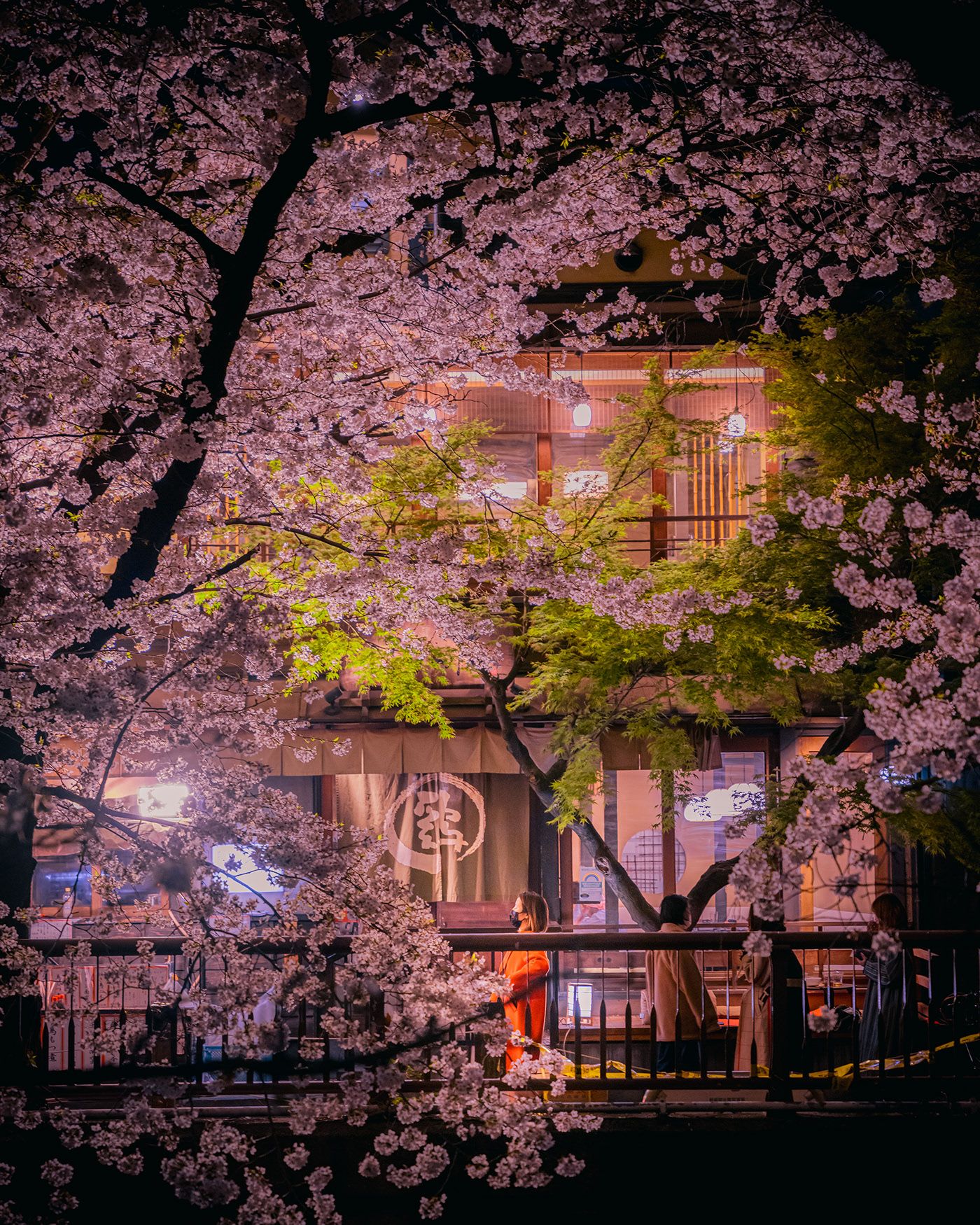 1400x1750 Beautiful Sakura Blossoms and Heavy Rain Make for an Atmospheric Tokyo