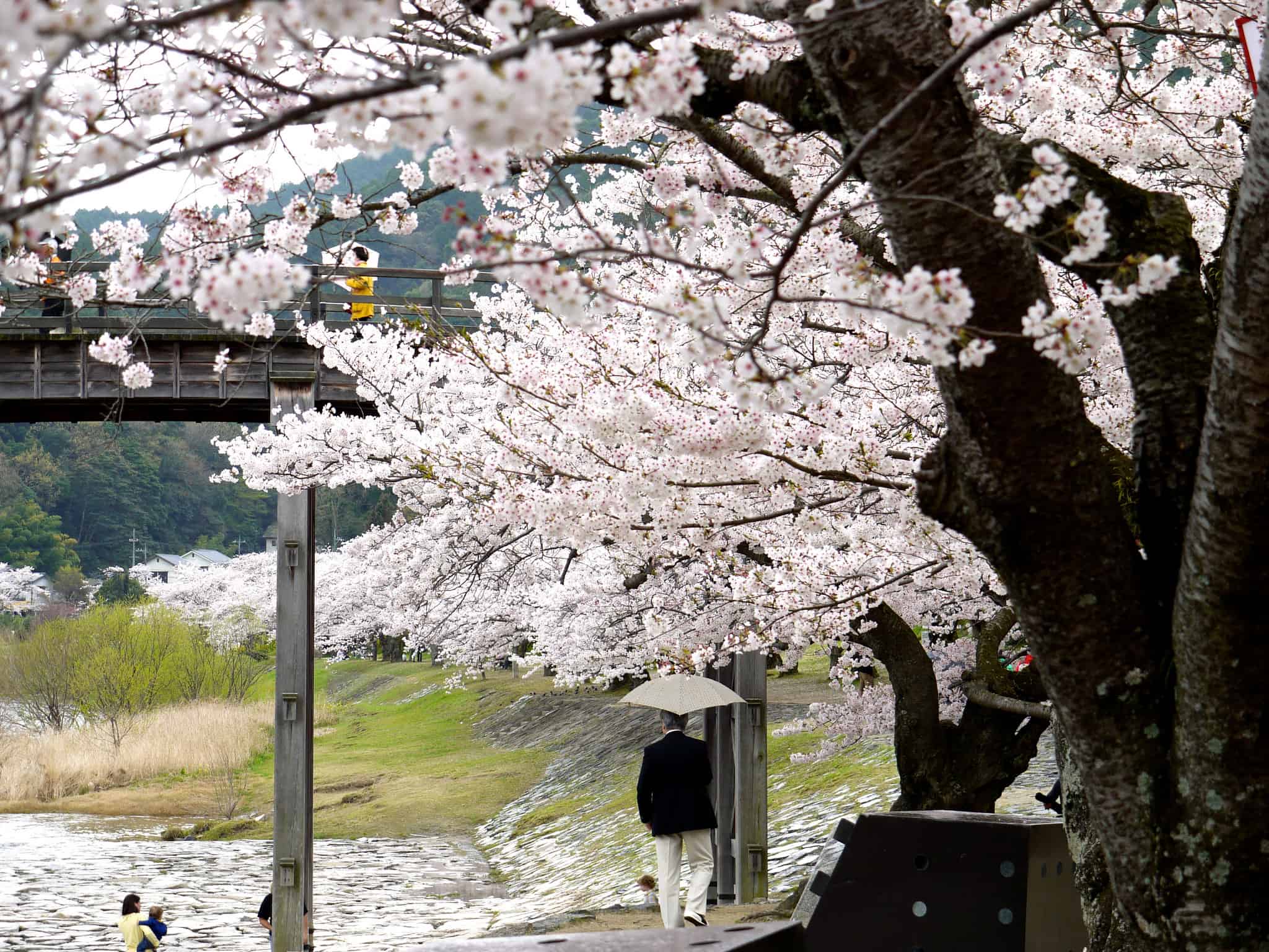 2048x1536 Sakura on a rainy day at Kintai Bridge