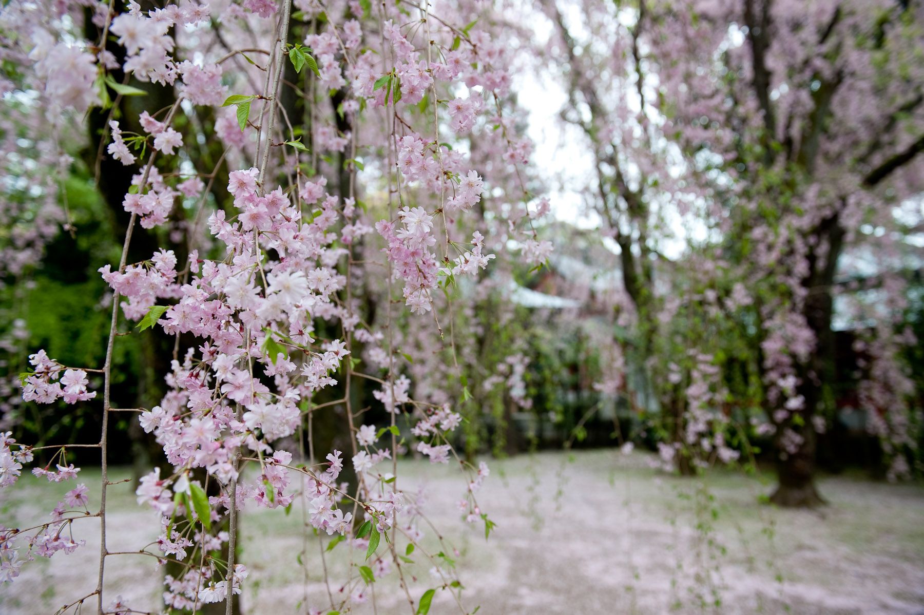 1800x1198 Jeffrey Friedl's Blog Cherry Blossoms in the Rain at the Heian Shrine