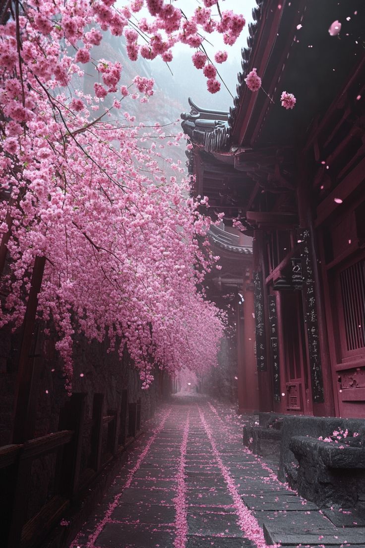 736x1104 Cherry Blossoms in Japan