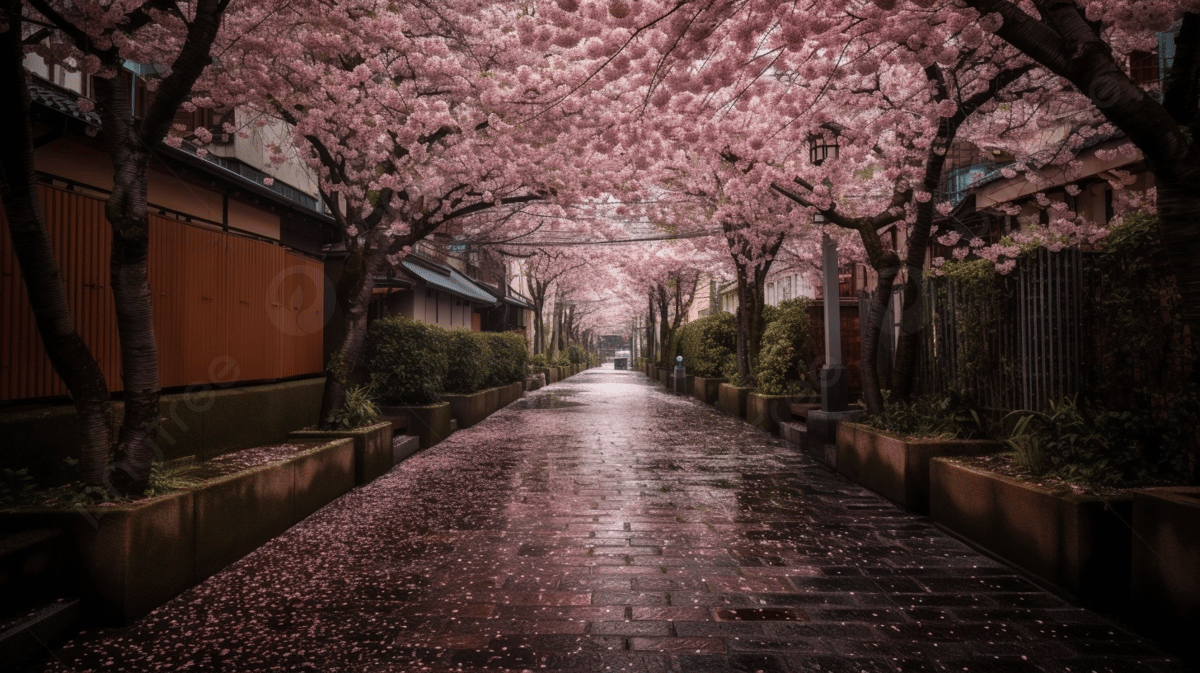 1200x673 Cherry Blossom Rain Background Image, HD Picture and Wallpaper For Free Download