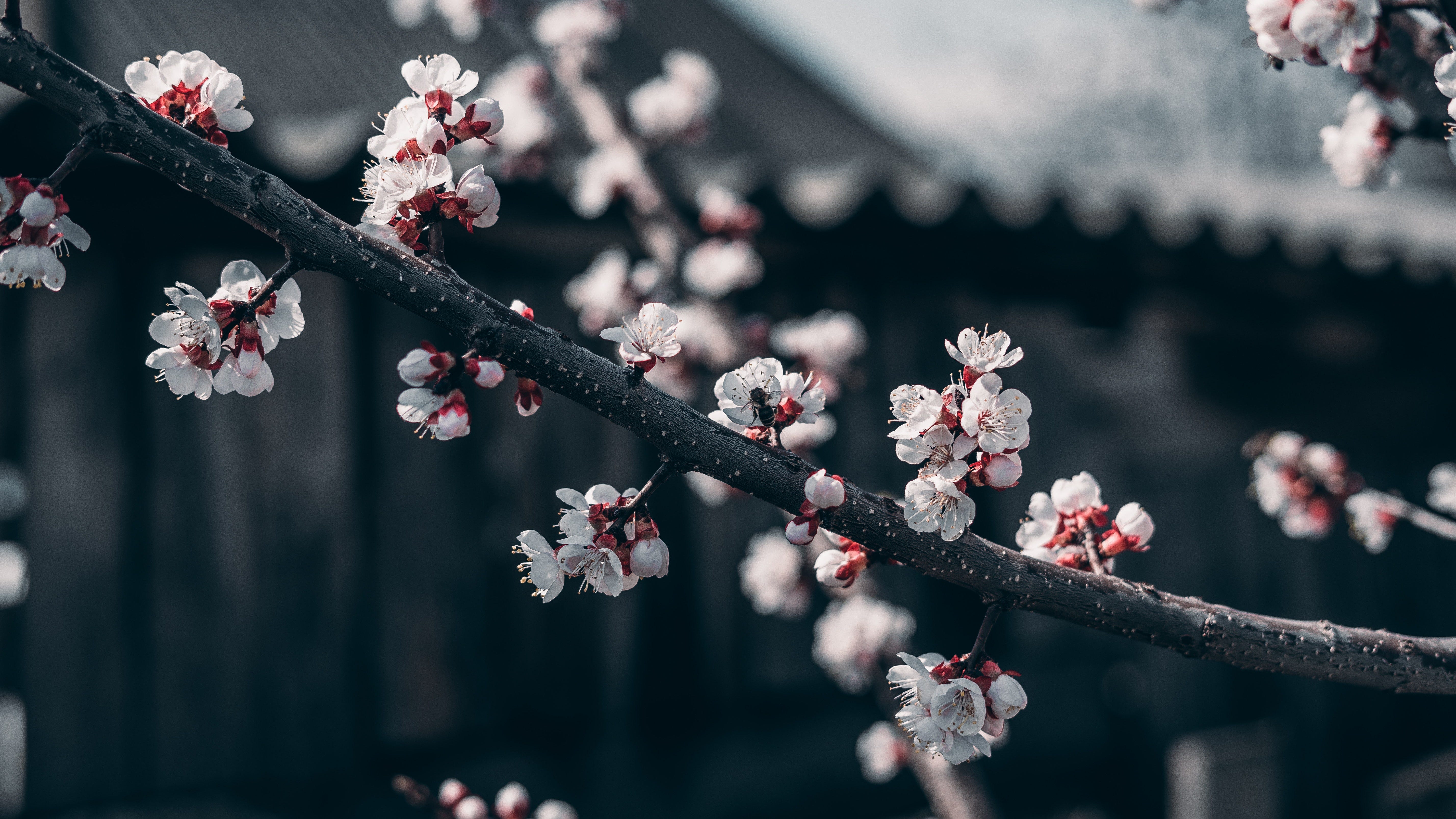 5712x3214 Cherry Blossom