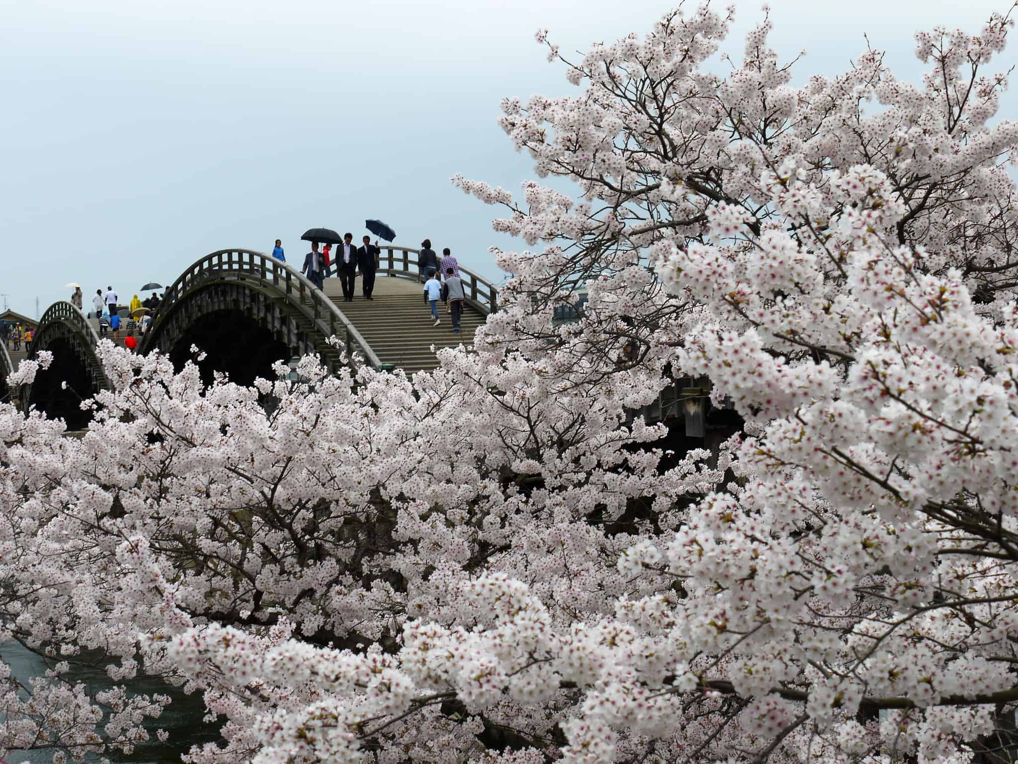 2048x1536 Sakura on a rainy day at Kintai Bridge