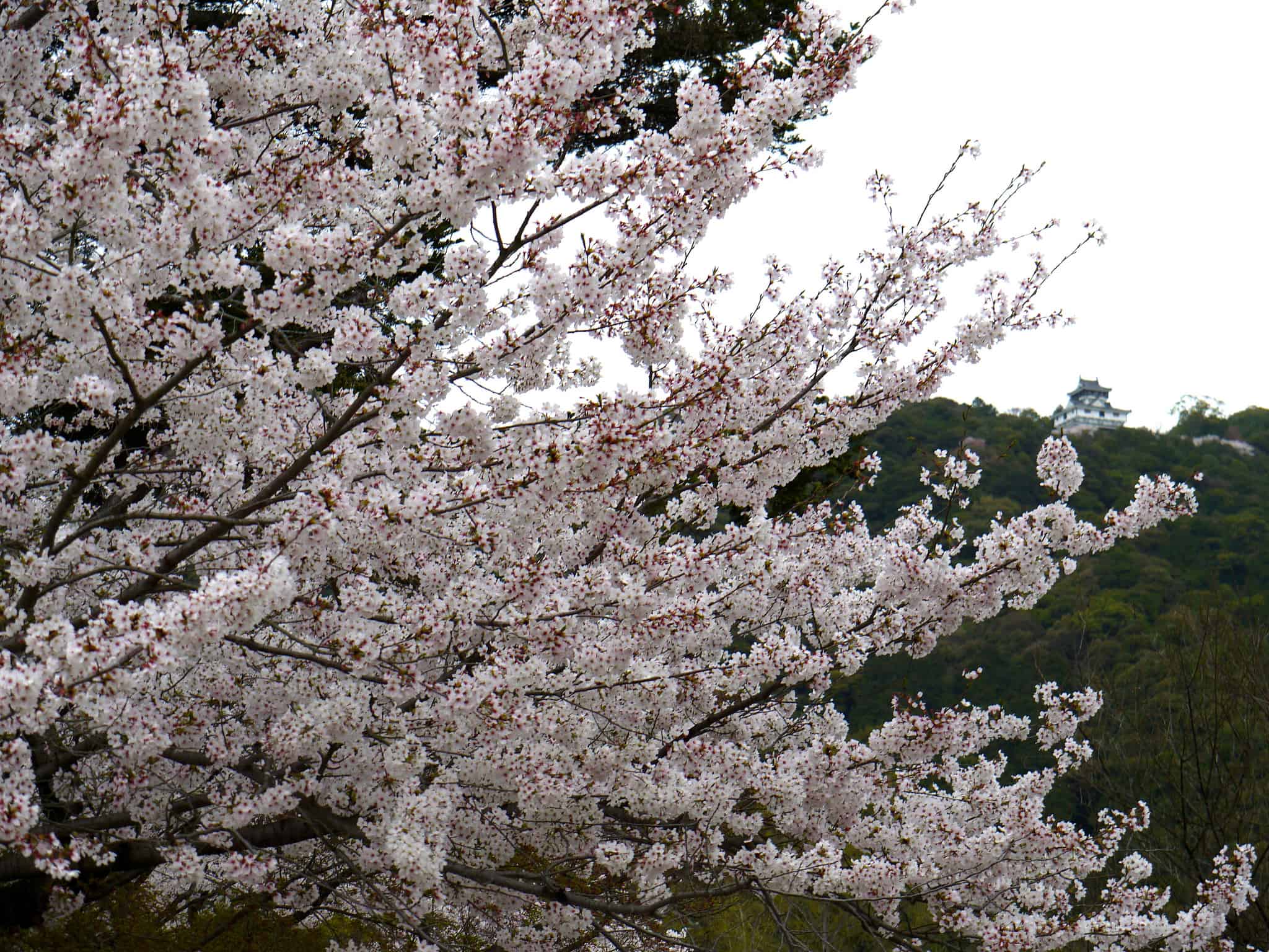2048x1536 Sakura on a rainy day at Kintai Bridge