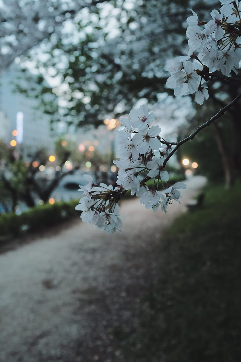 800x1200 Sakura, flowers, petals, spring, macro, twilight, HD phone wallpaper