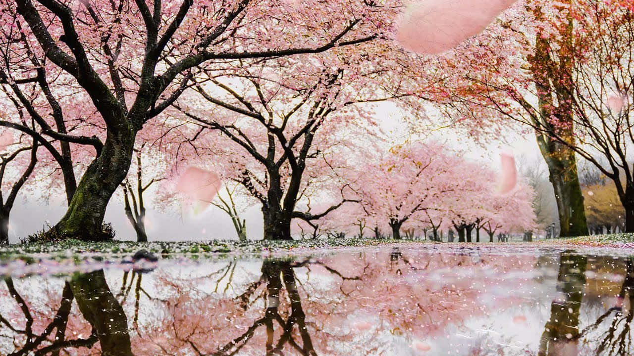 1280x720 Download Spring Rain in the Blooming Forest Wallpaper