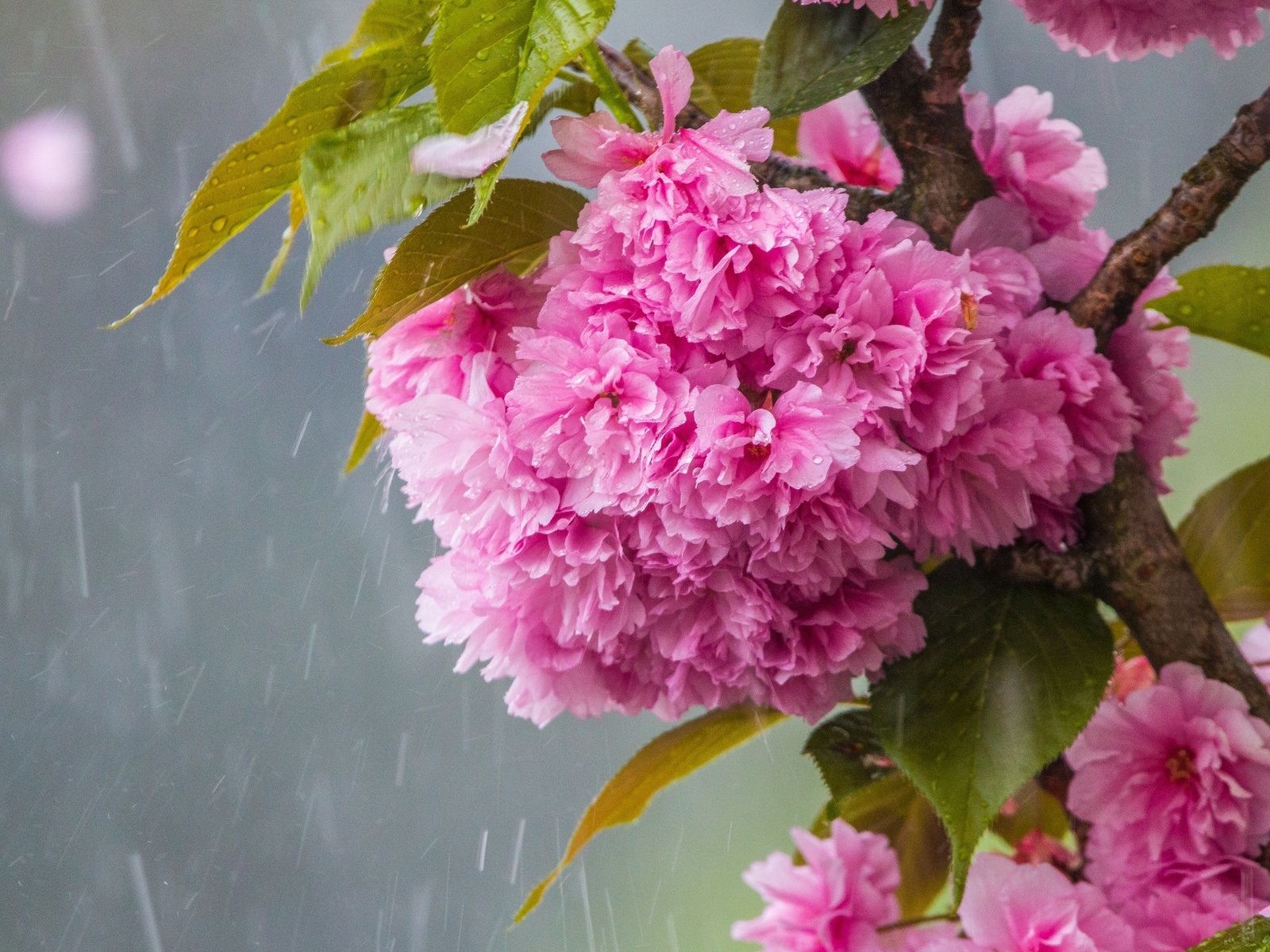 1600x1200 Pink Sakura Flowering, Rain 640x1136 IPhone 5 5S 5C SE Wallpaper, Background, Picture, Image