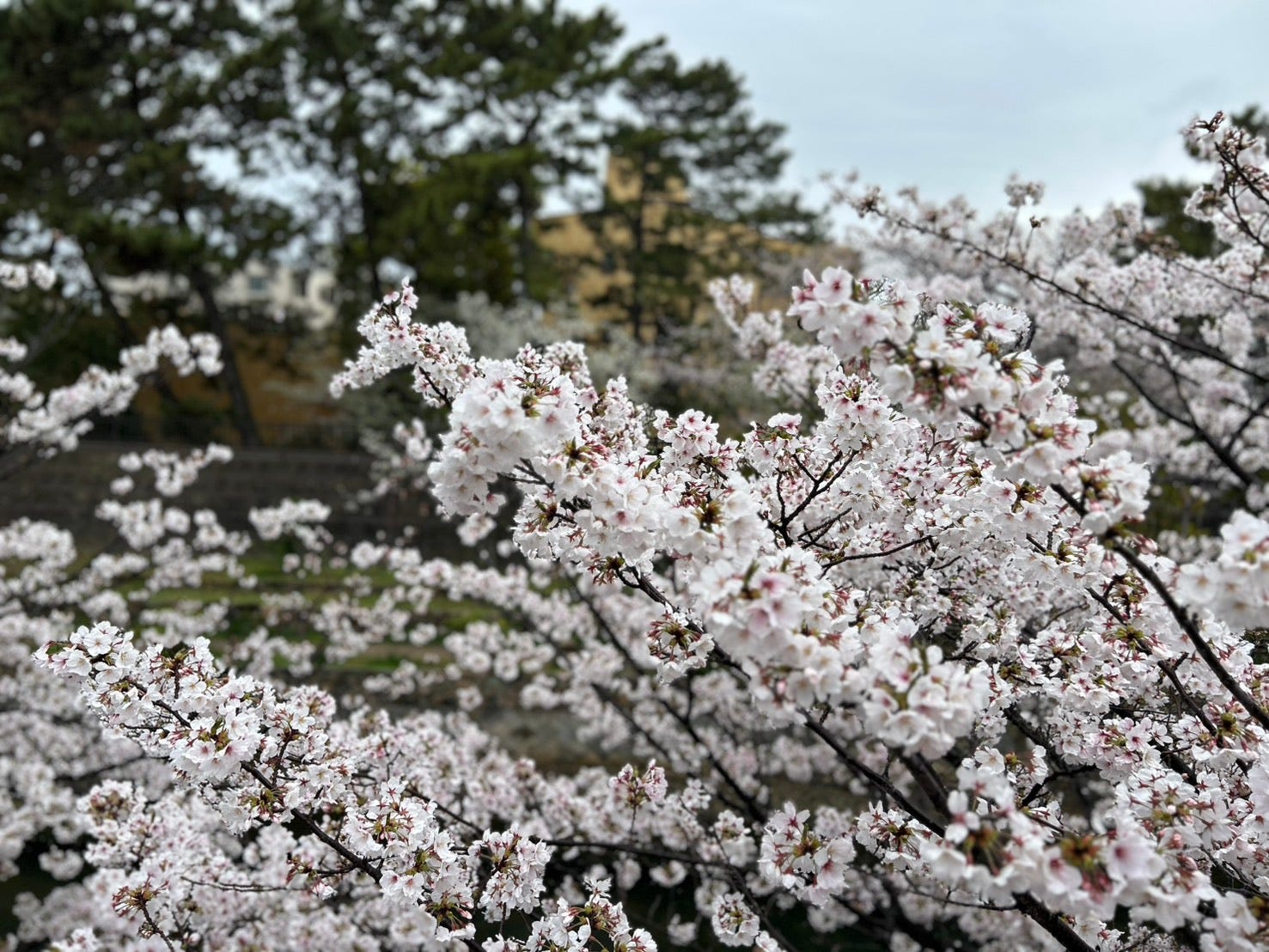 1477x1108 Cherry Blossoms in the Rain