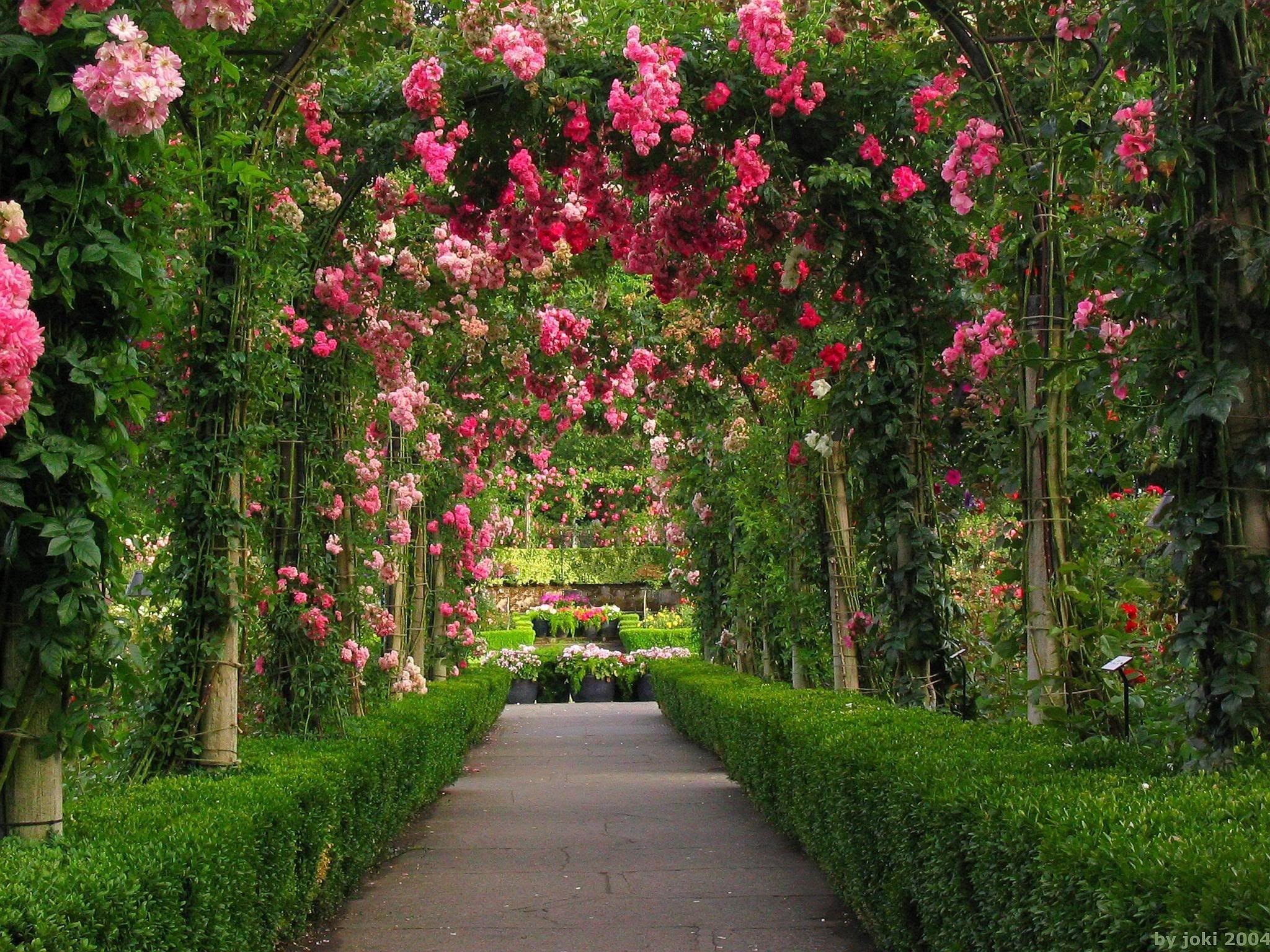 english rose garden wallpaper