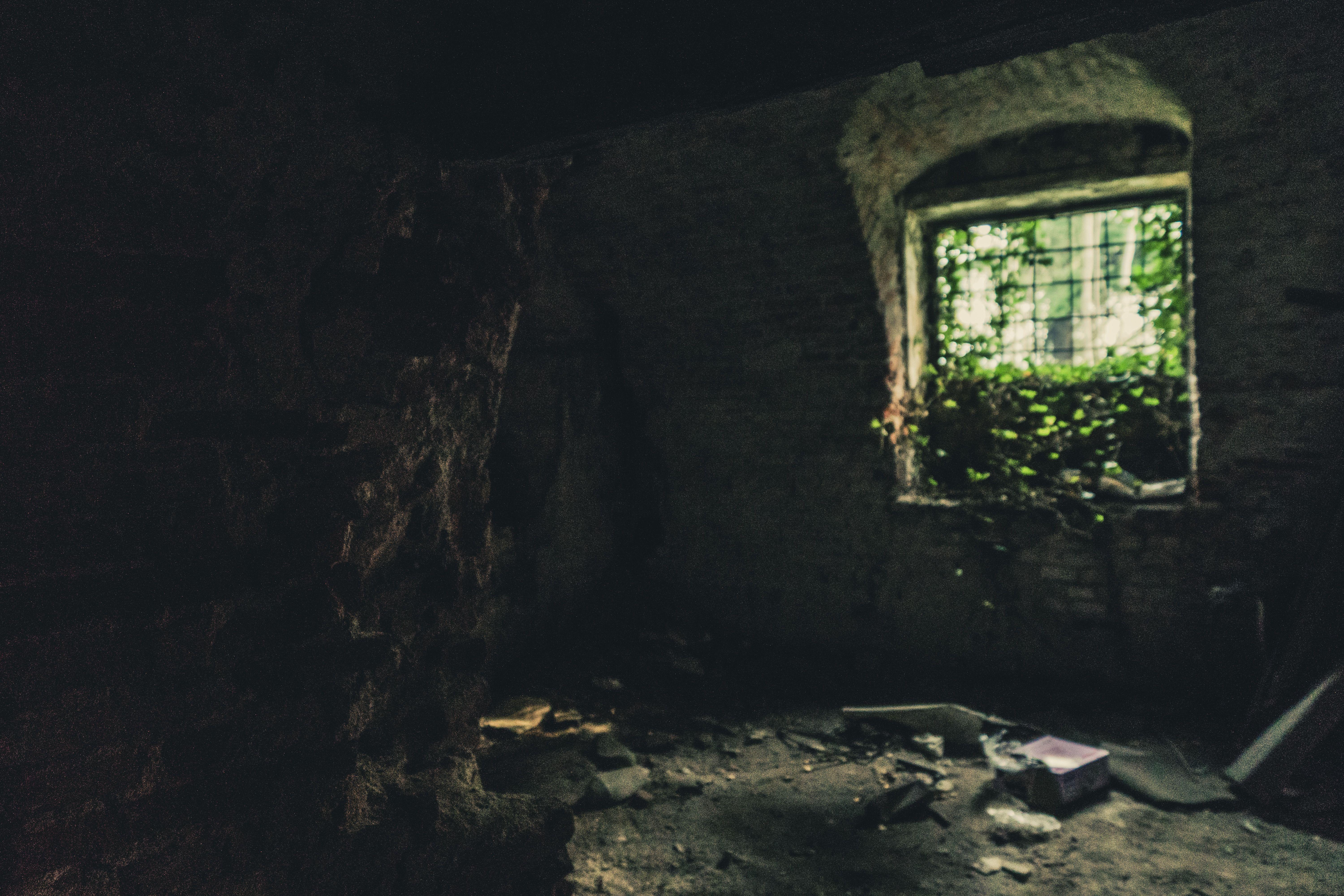 6000x4000 Dark Room With Green Plants on the Window wallpaper