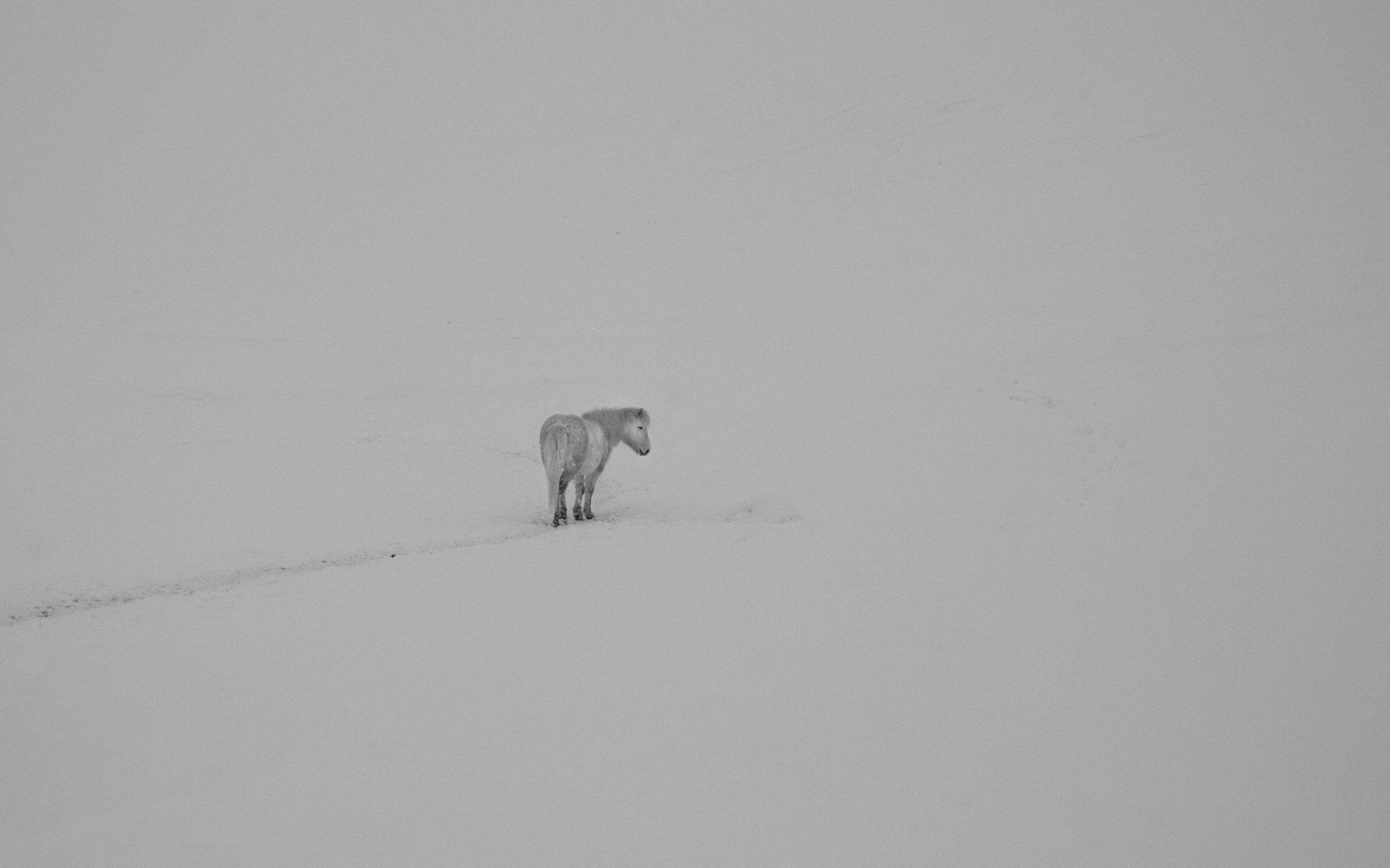 2560x1600 Horse Minimalism 2560x1600 Resolution HD 4k Wallpaper