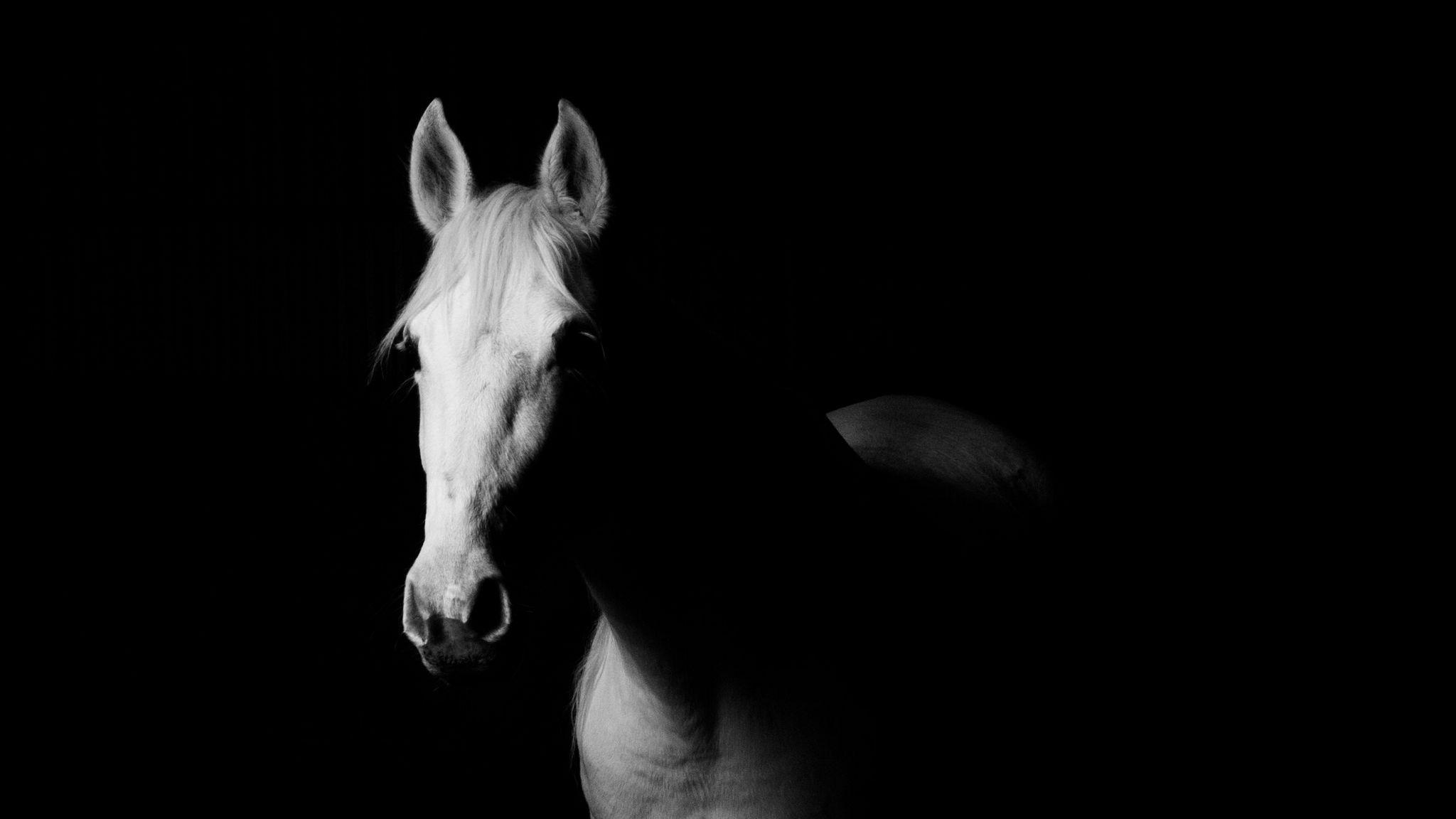 Minimalist Horse Wallpapers Top Free Minimalist Horse Backgrounds