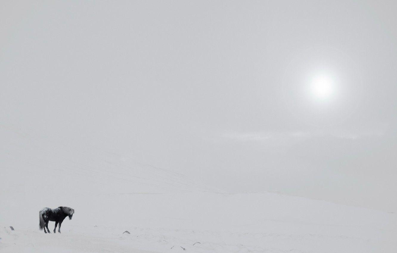 1332x850 Wallpaper field, fog, horse image for desktop, section минимализм