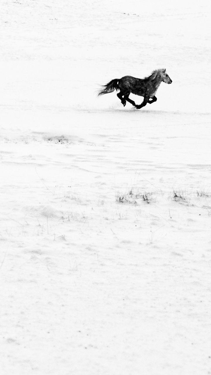 720x1280 Animal Horse (720x1280) Wallpaper