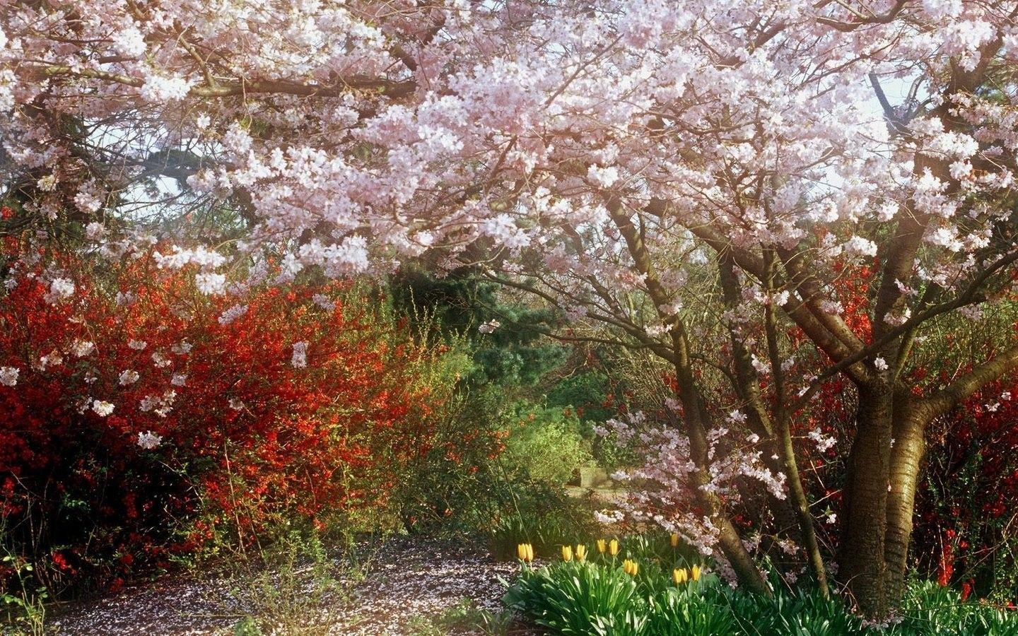 1440x900 Misc: Patsy Secret Blossom Colours Flowers Bush Garden Grass