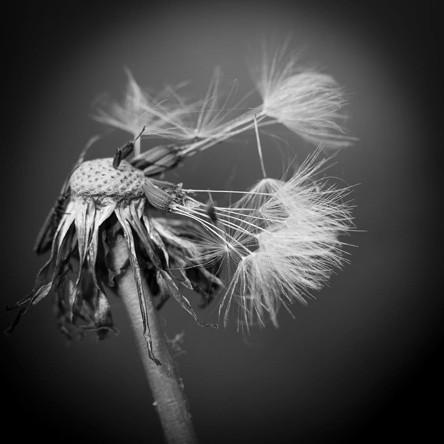 910x910 HD Wallpaper: Dandelion, Black And White, Morbid, Plant, Close Up