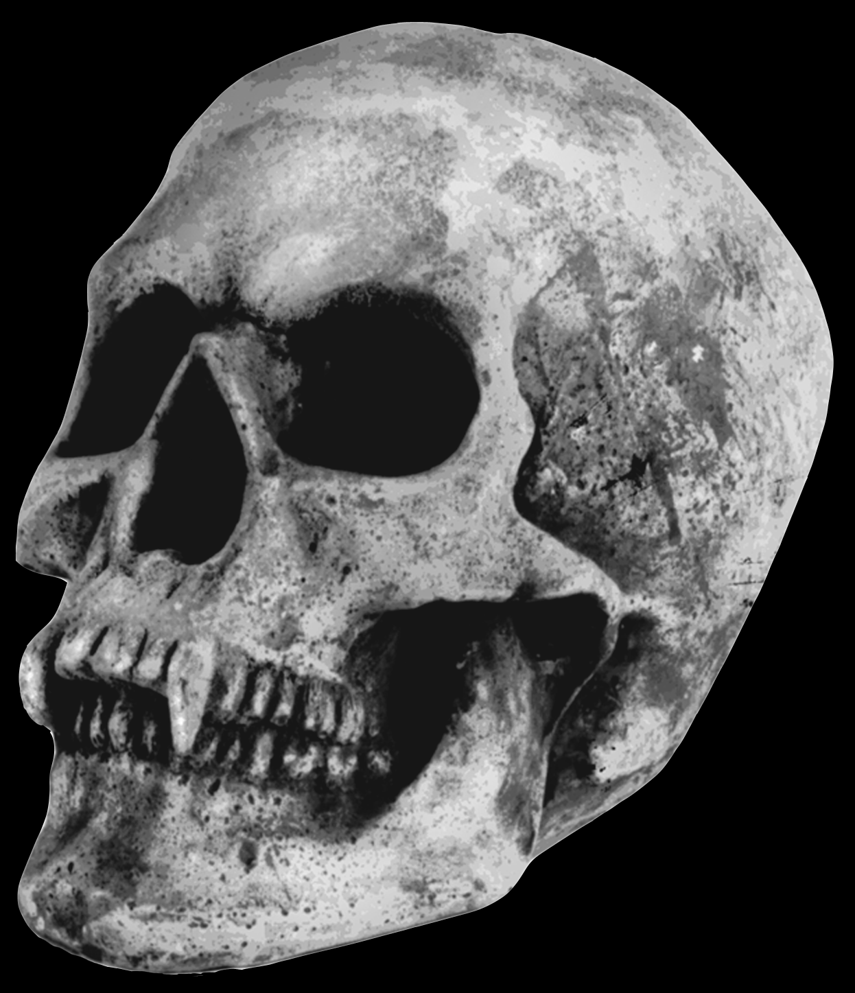 1246x1447 vampire skulls. Vampire Skull [KH6] - $46.00 : Gargoyles Statuary