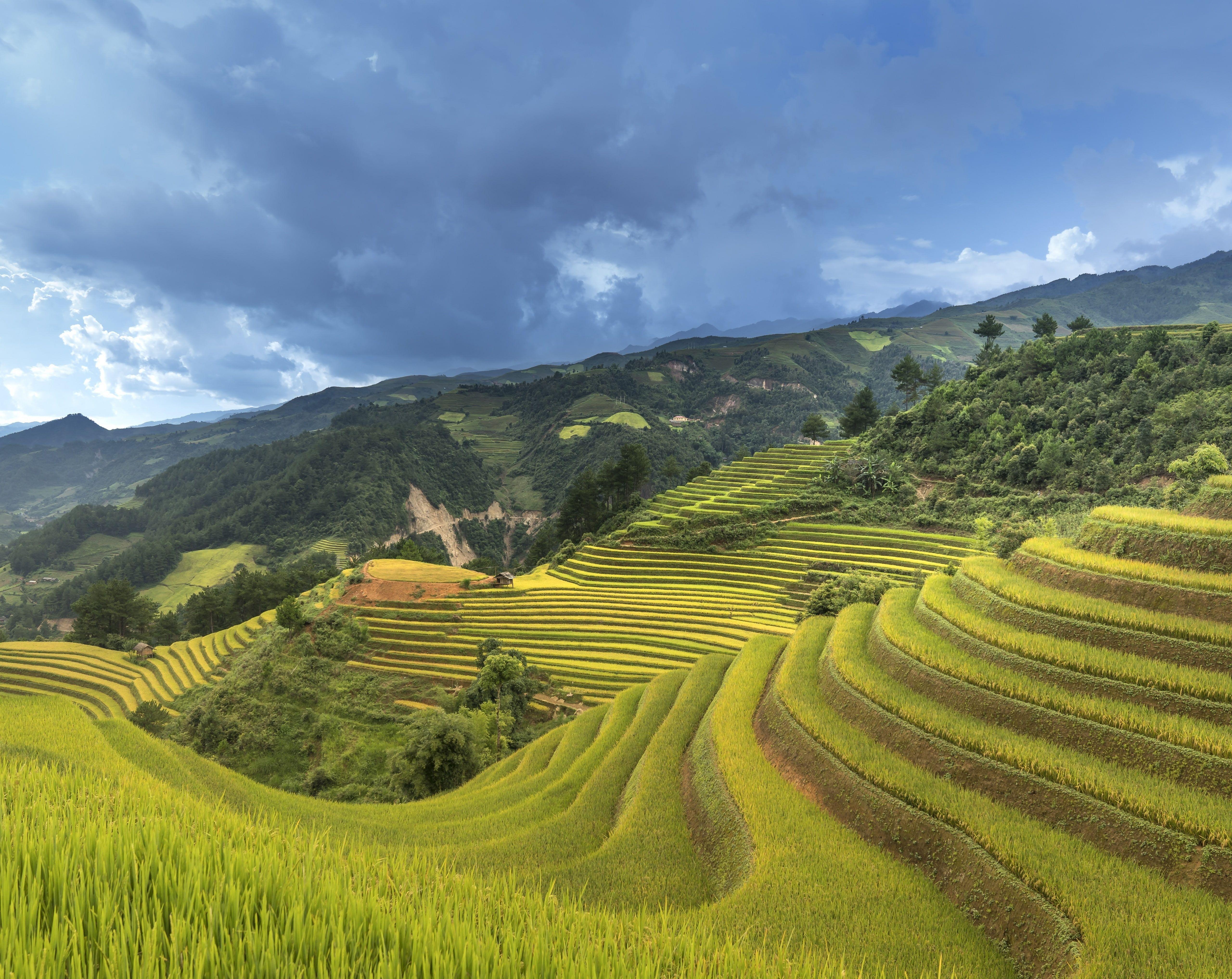 5120x4069 Rice Crop In Vietnam, Asia, View, Landscape, Mountain