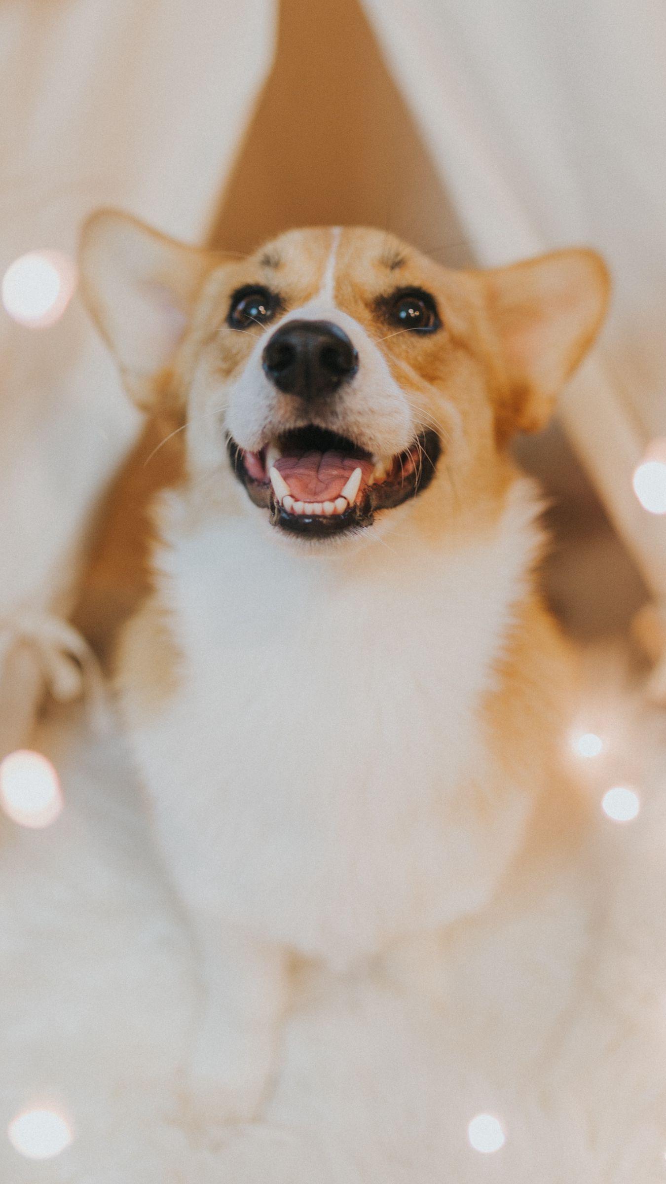 1350x2400 Download wallpaper 1350x2400 dog, glance, pet, cute, animal iphone