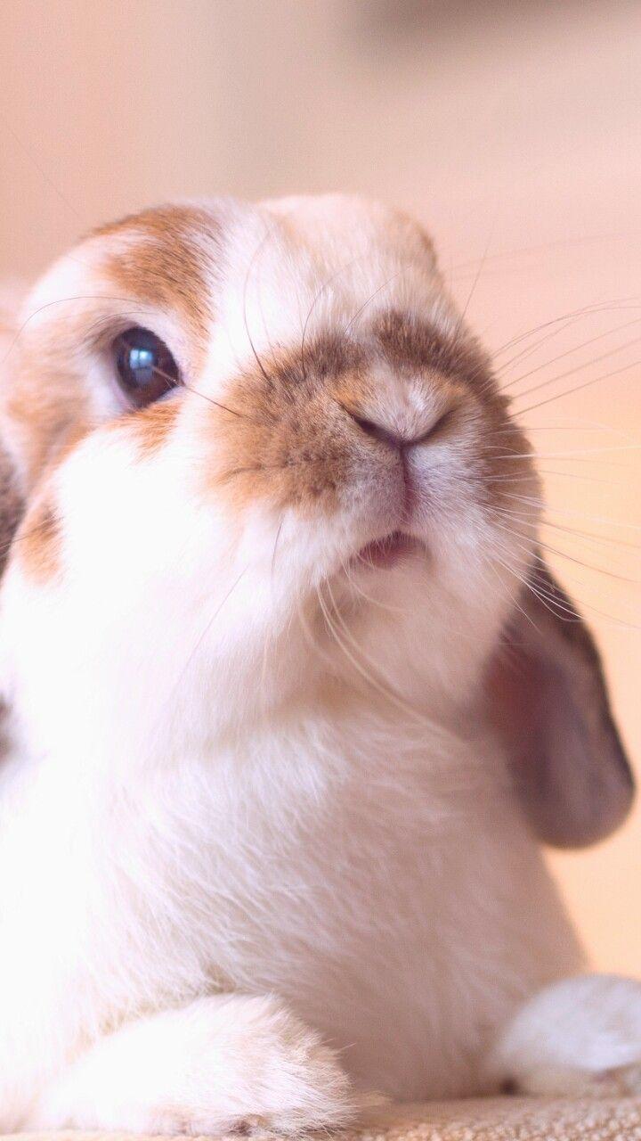 cute animal iphone backgrounds