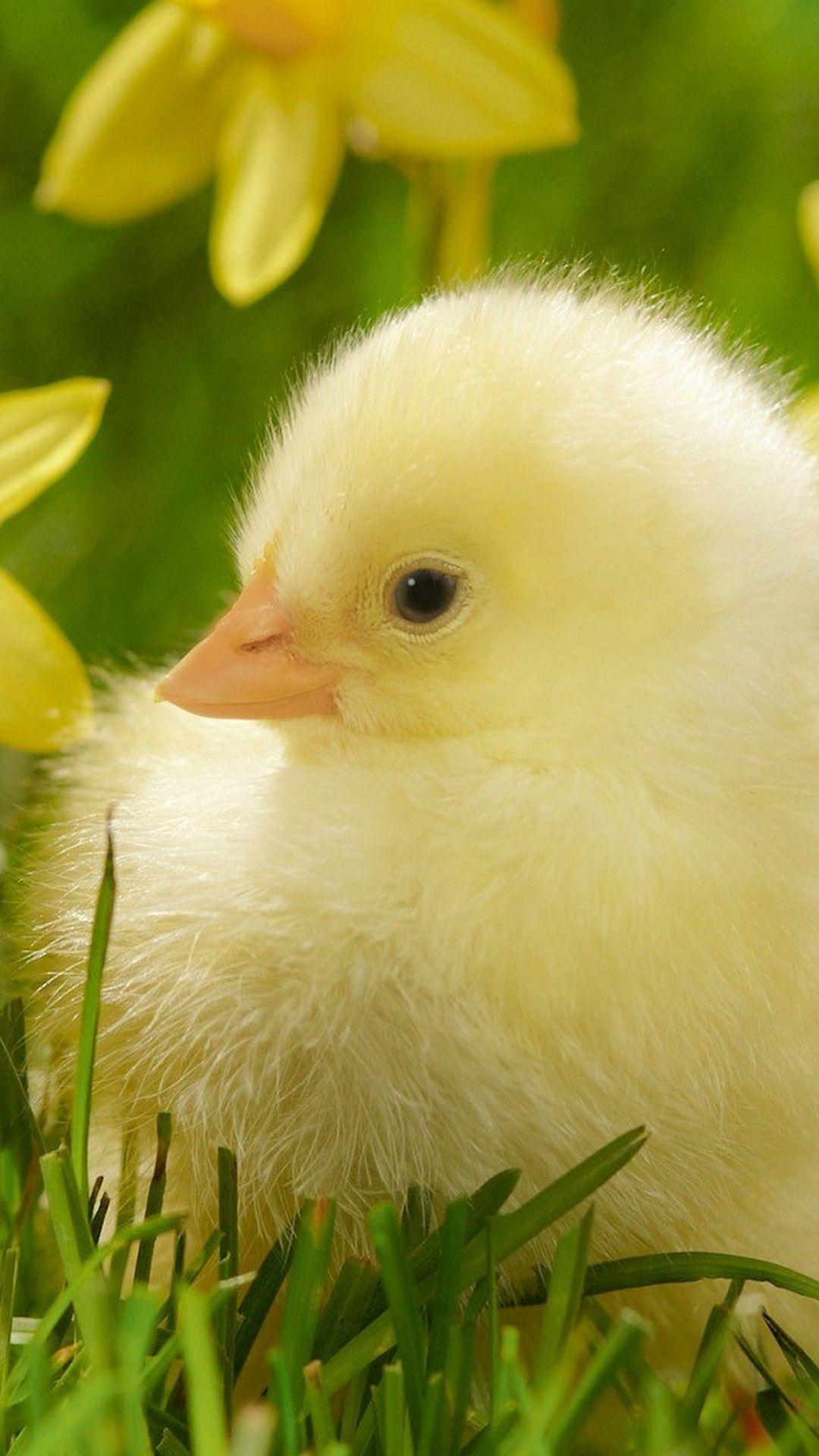 1080x1920 iPhone 7 Wallpaper Cute Spring 3D iPhone Wallpaper