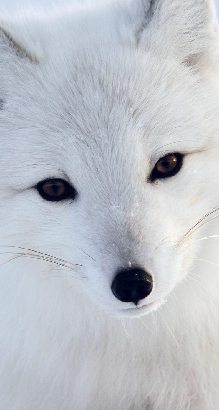 744x1392 Cute Animal Wallpaper For iPhone 5s