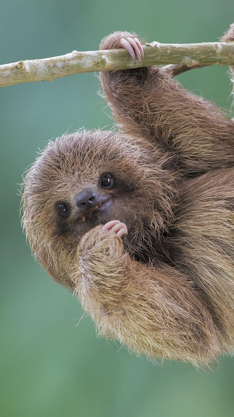 750x1334 Cute Animal, Sloth 750x1334 IPhone 8 7 6 6S Wallpaper, Background