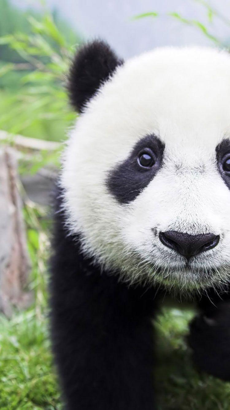 Cute Animal iPhone Wallpapers Top Free Cute Animal iPhone Backgrounds