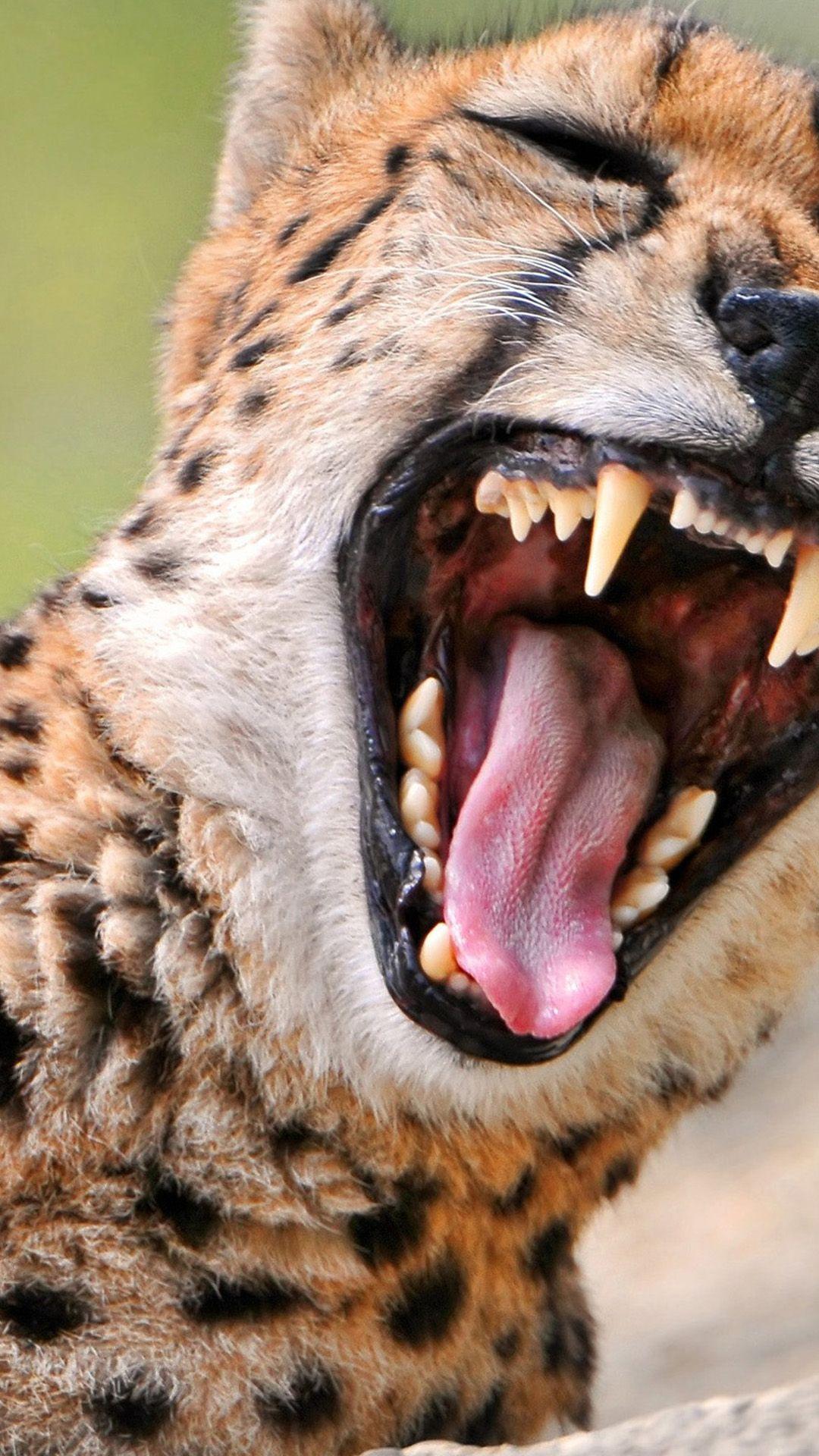 1080x1920 iPhone animal wallpaper iPhone Wallpaper HD Wallpaper