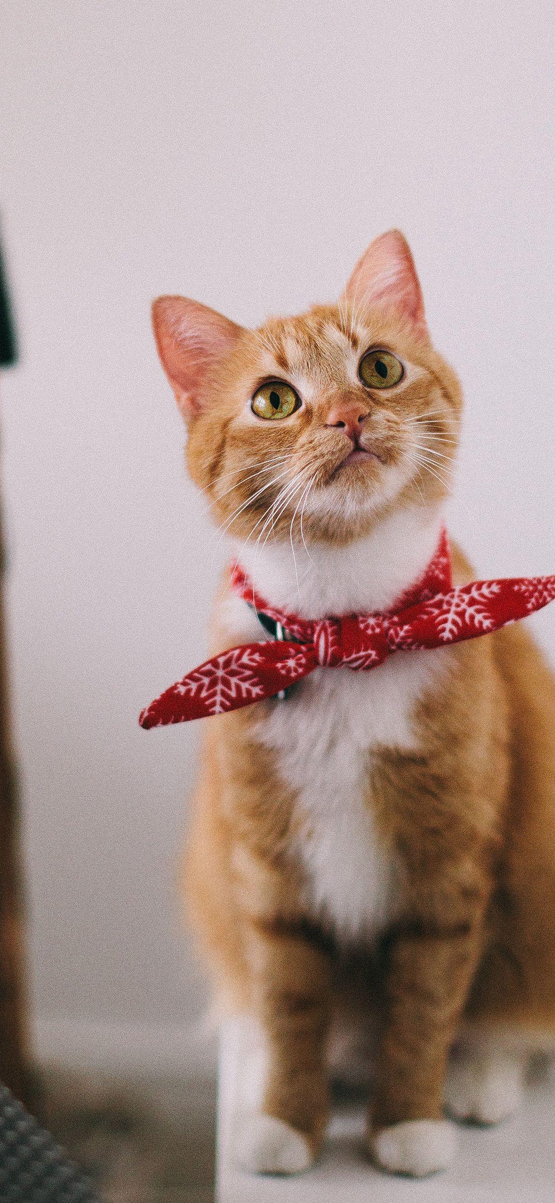1125x2436 Cat Cute Animal Nature