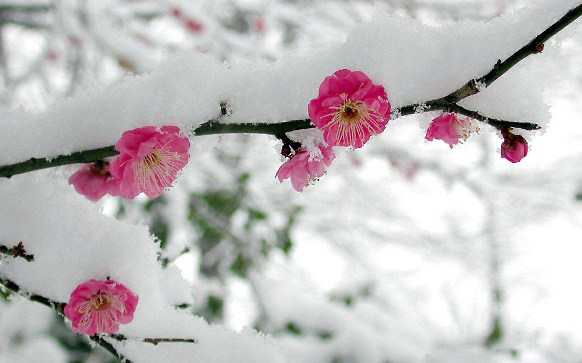 Winter Cherry Blossom Wallpapers Top Free Winter Cherry Blossom Backgrounds Wallpaperaccess