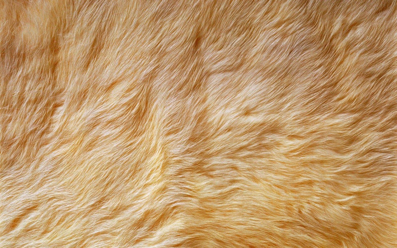 1600x1000 Fur Wallpaper Awesome Animal Print Faux Fake Fur Fabric by the Yard Chinchilla Leopard Rabbit Lion Lynx Deer Caribou Ideas of The Hudson