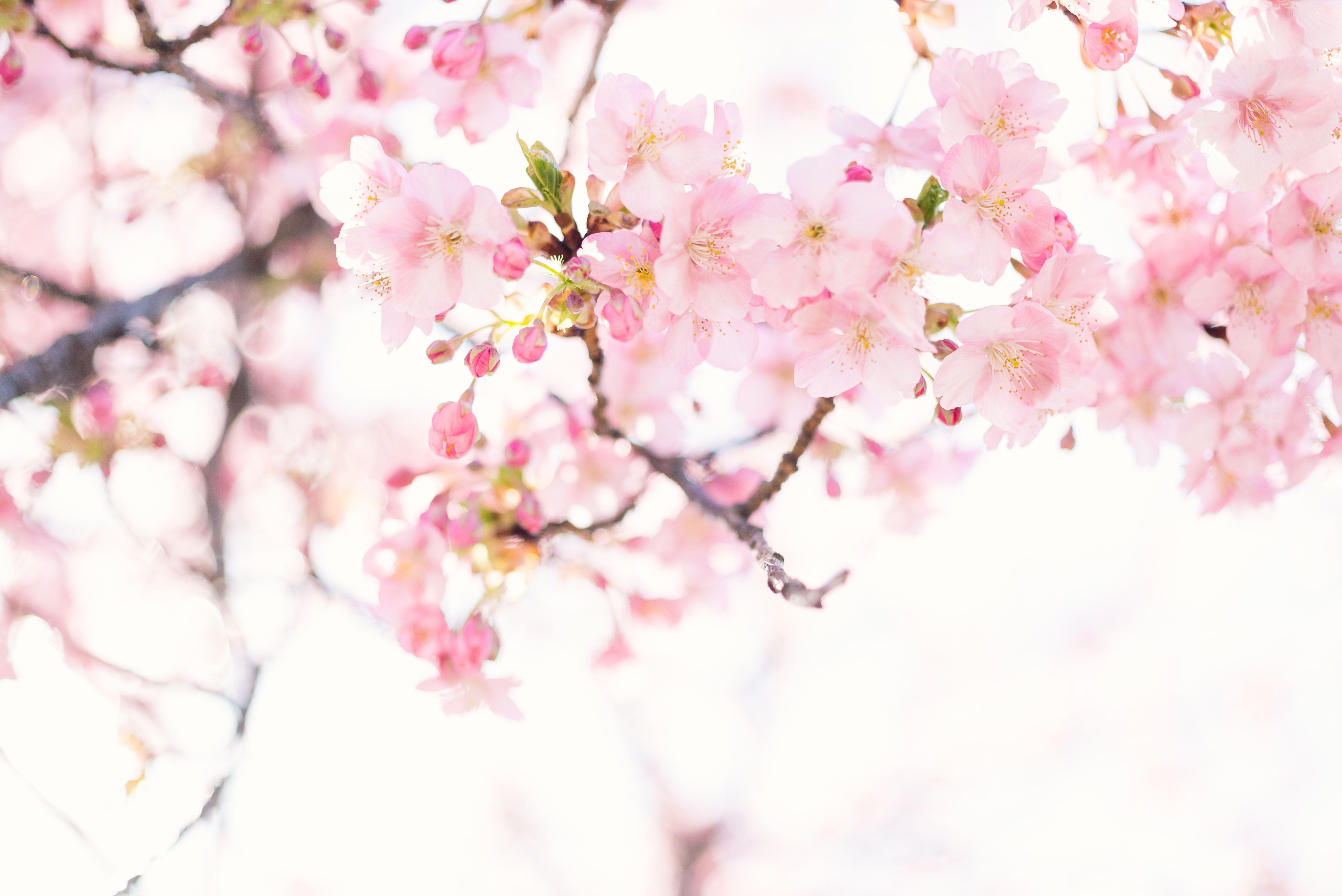 6016x4016 Cherry Blossom Wallpaper: Free HD Download [HQ]