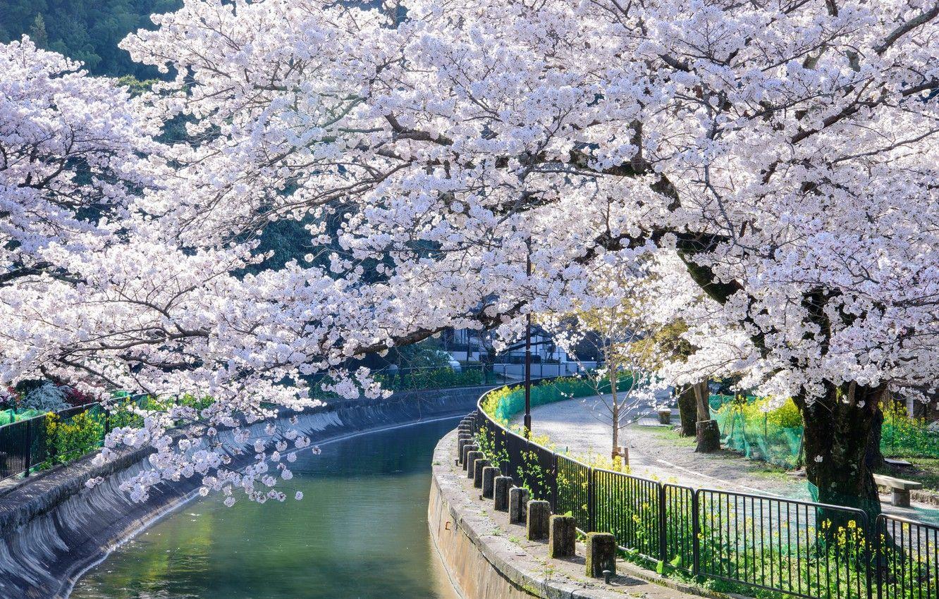 1332x850 Wallpaper Tree, Spring, Sakura, Japan, Channel, Kyoto, Flowering