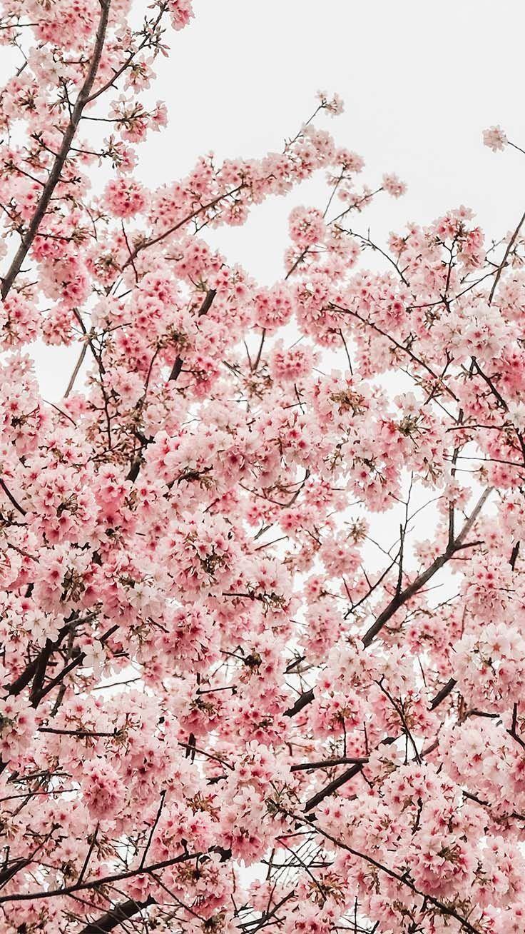 736x1308 Pretty Springtime iPhone Wallpaper. Preppy
