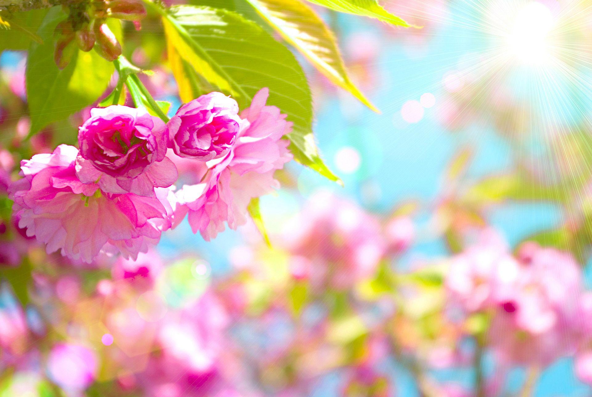 1920x1289 Springtime Desktop Wallpaper