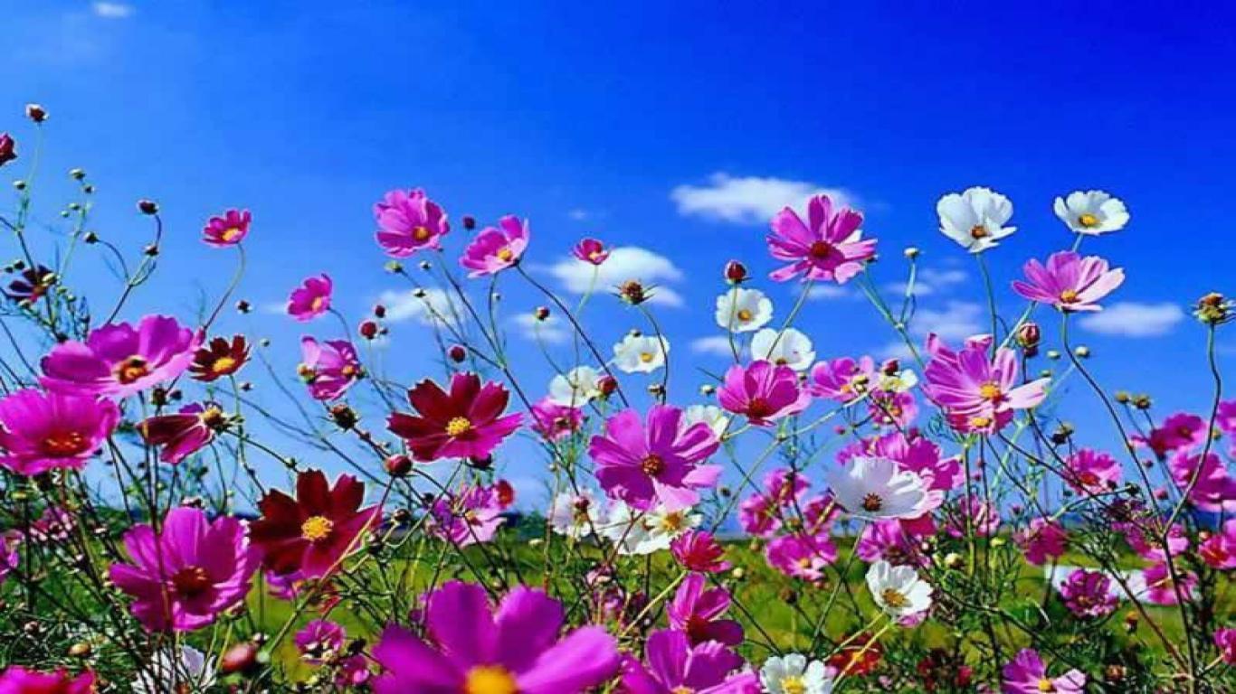1366x768 Spring Background. Spring Wallpaper