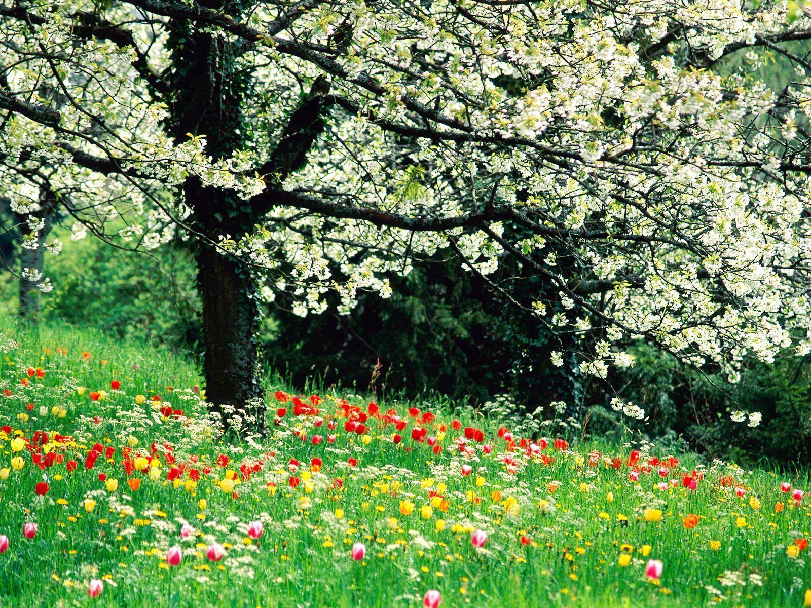 1600x1200 Springtime Wallpaper. Springtime Desktop