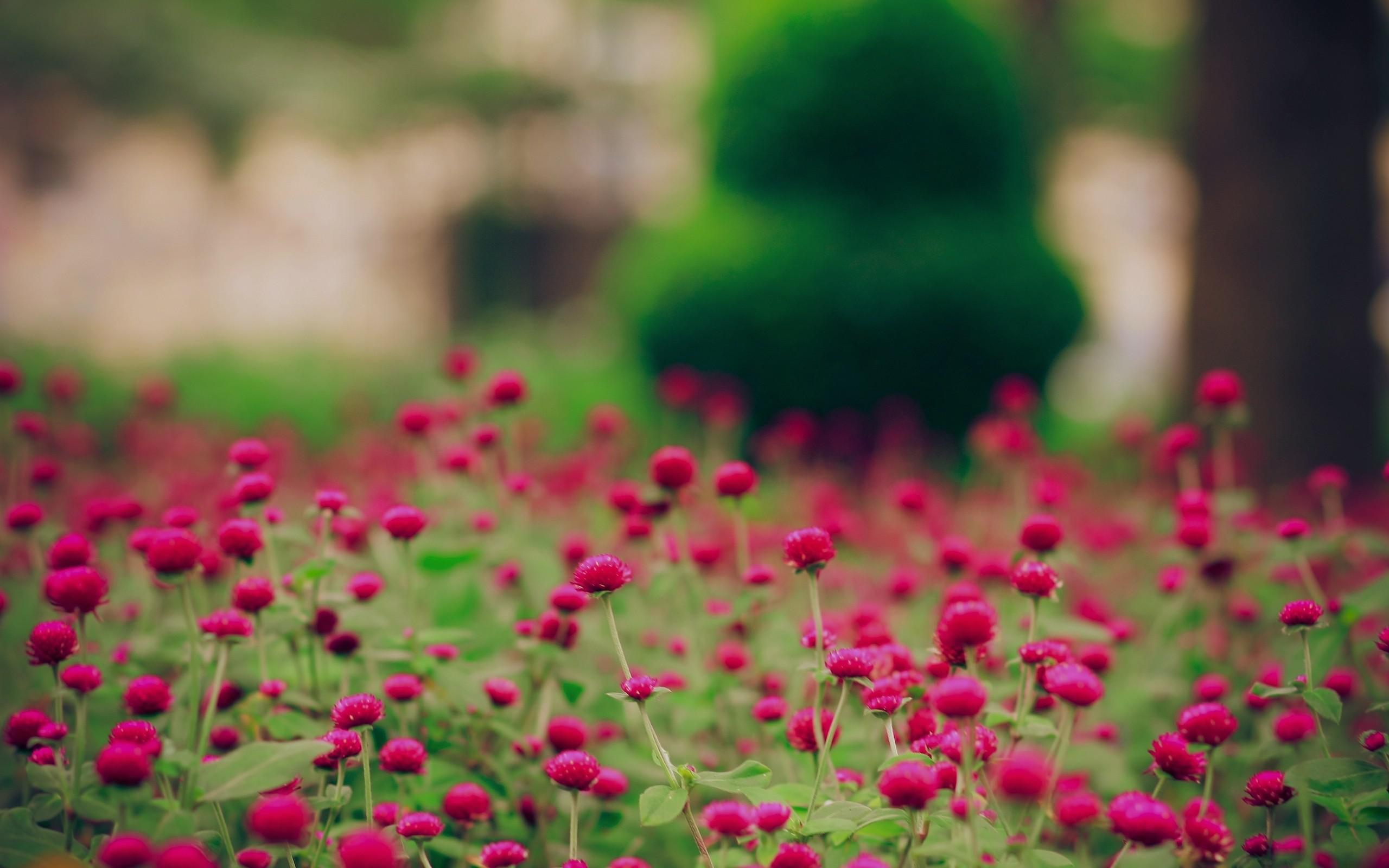 2560x1600 Springtime Desktop Wallpaper