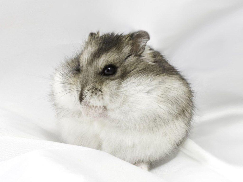 Hình nền Hamster phẳng dễ thương 1024x768 - Dwarf Hamster - HD