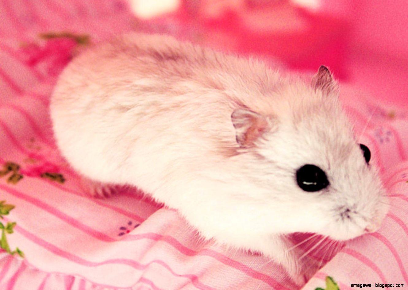 Hình nền miễn phí 1330x945 Cute Pet Hamster