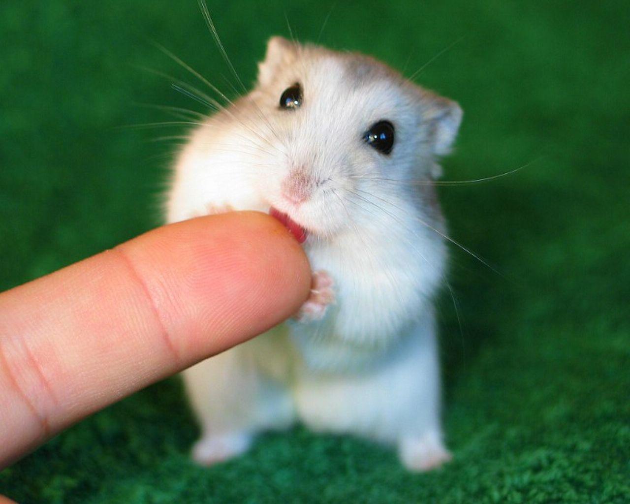 Top 98 hình nền hamster cute hay nhất  Tin học Đông Hòa