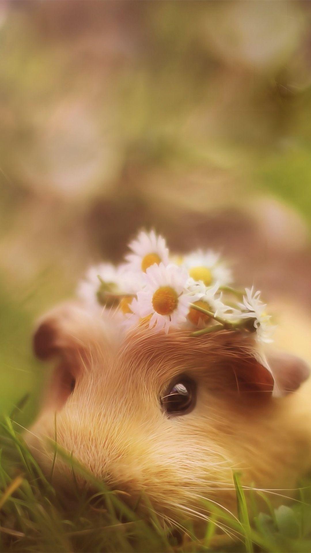 Hình nền HD 1080x1920 Cute Hamster iPhone