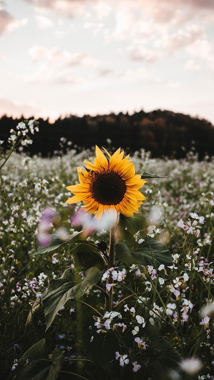 736x1308 Super Pretty iPhone X Wallpaper. Sunflower wallpaper, Pretty