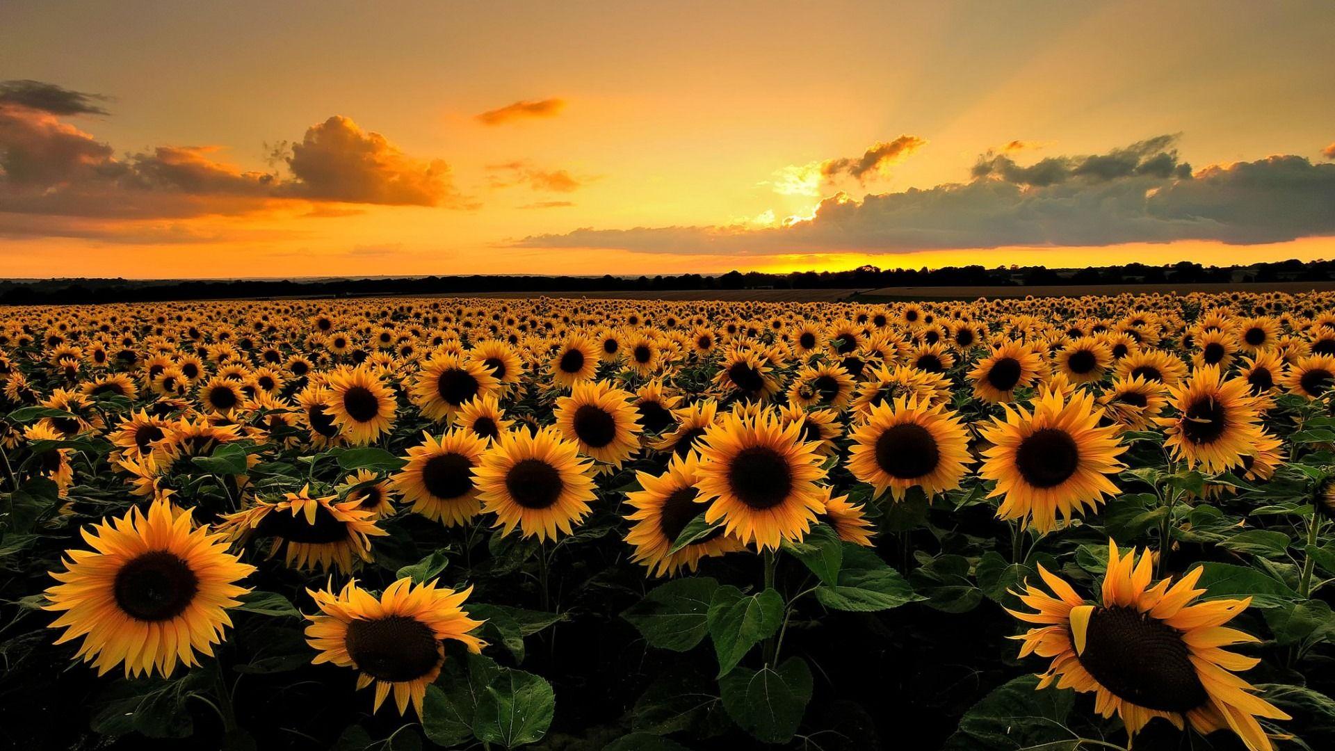 1920x1080 Beautiful Sunflower Field Wallpaper 32397 1920x1080px