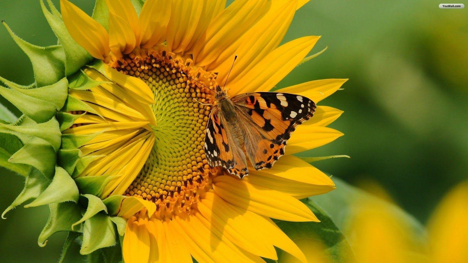 1600x900 Sun Flower Wallpaper. Sunflower wallpaper, Cross paintings