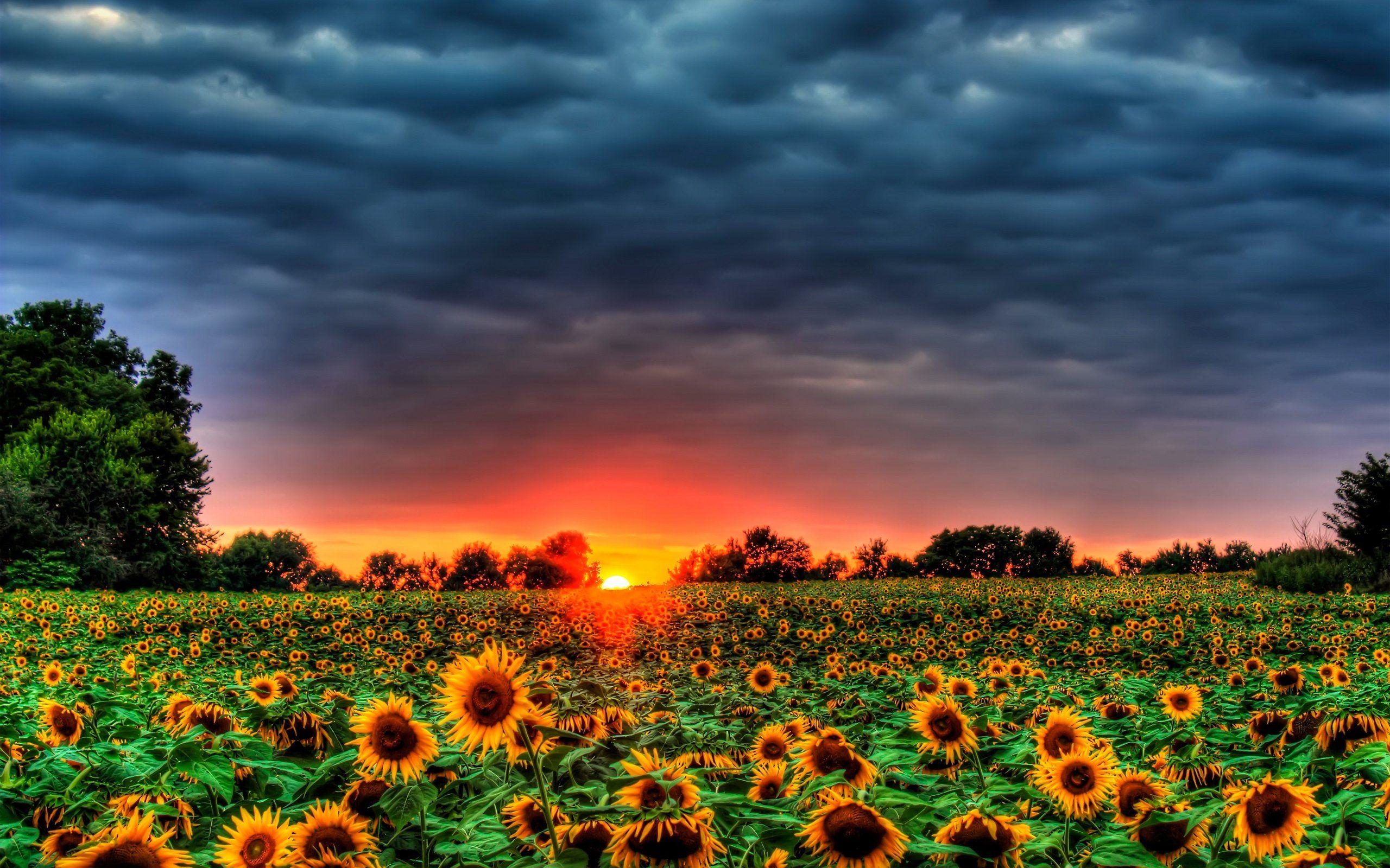 2560x1600 Beautiful Sunflowers Field HD wallpaper