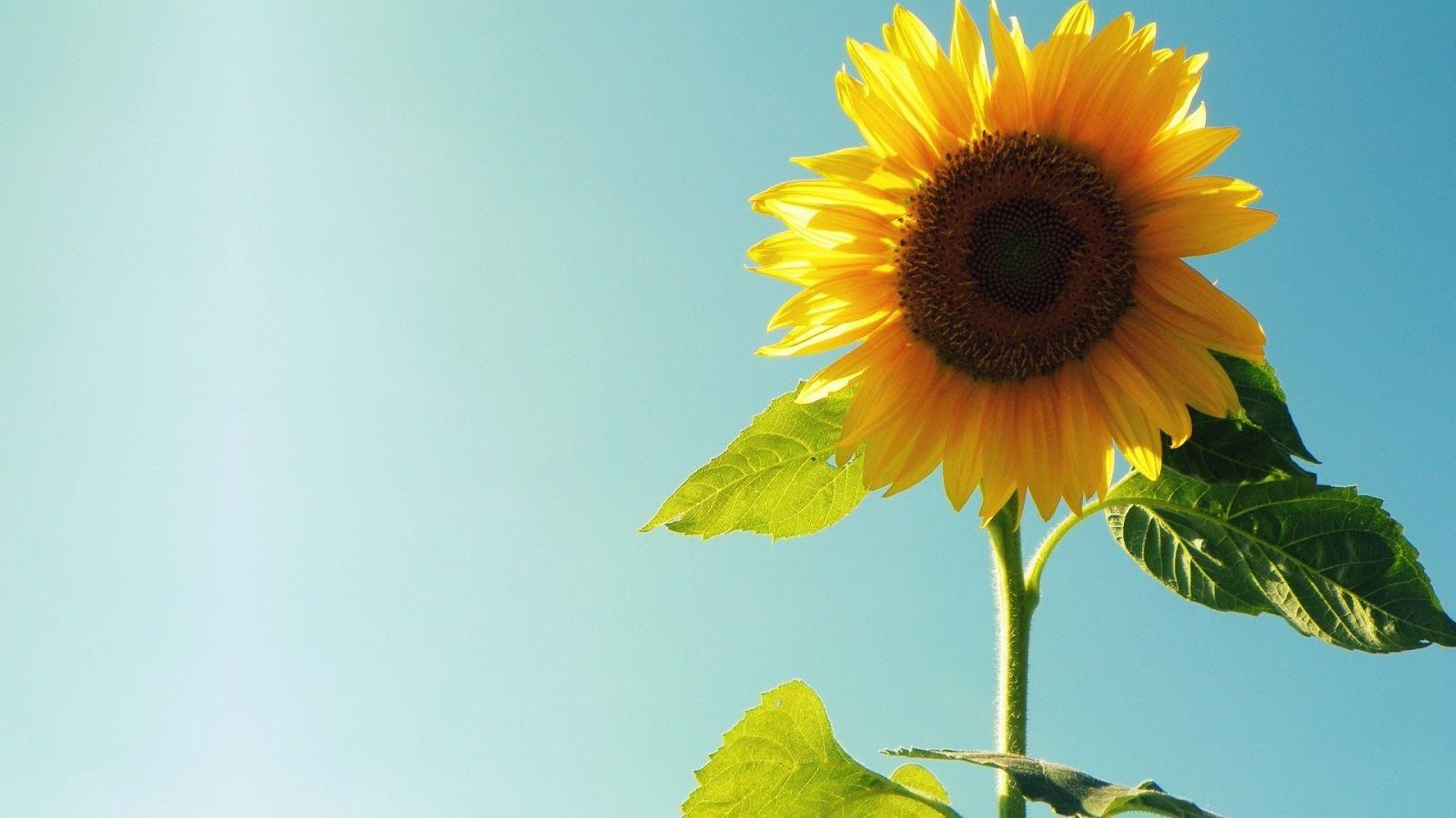 1600x900 Free download Sunflower Full HD Desktop Wallpaper 1080p